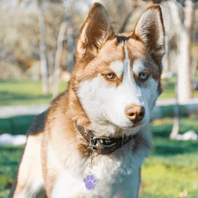 Notre Histoire & Nos Engagements 83 Brown Husky