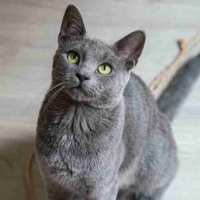 Notre Histoire & Nos Engagements 87 Grey cat