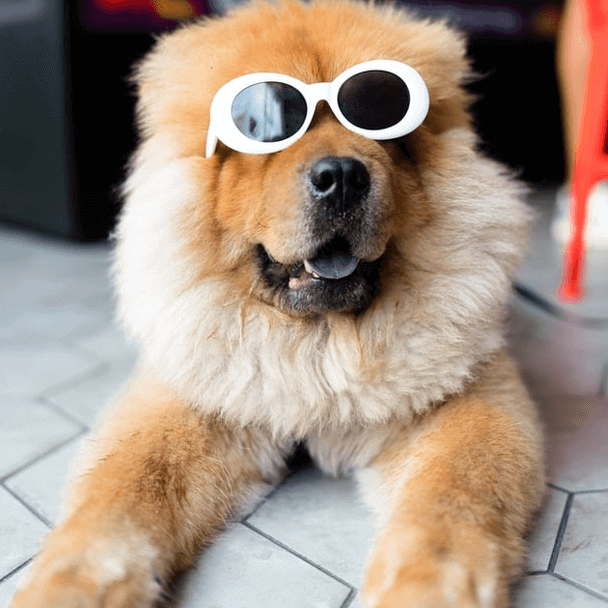 Notre Histoire & Nos Engagements 82 Hairy dog with glasses